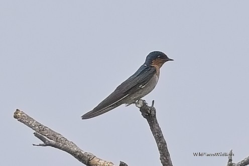 Pacific Swallow - ML643803090