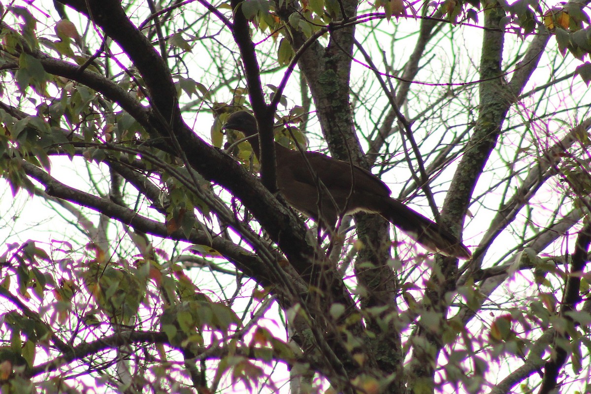 Gray-headed Chachalaca - ML643803092