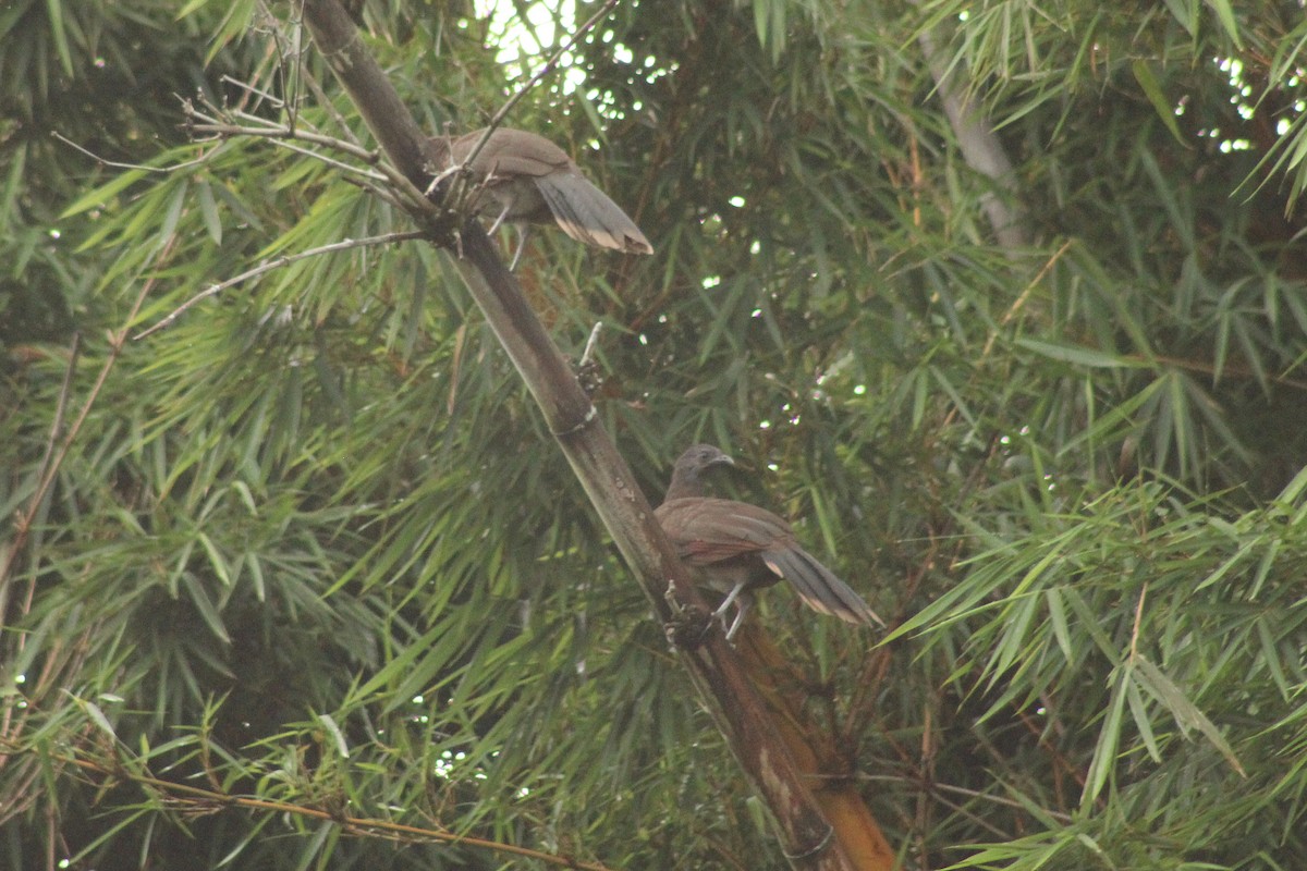 Gray-headed Chachalaca - ML643803097