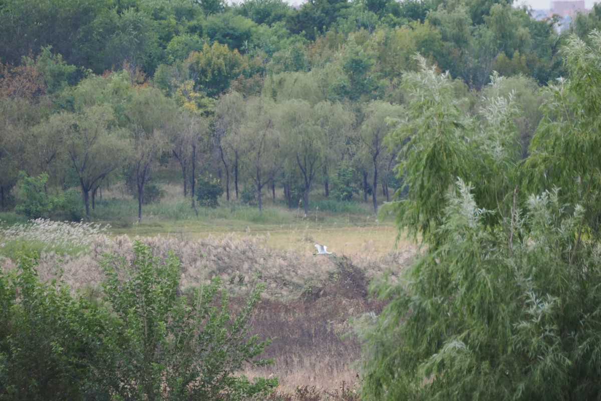 Eurasian Spoonbill - ML643803099