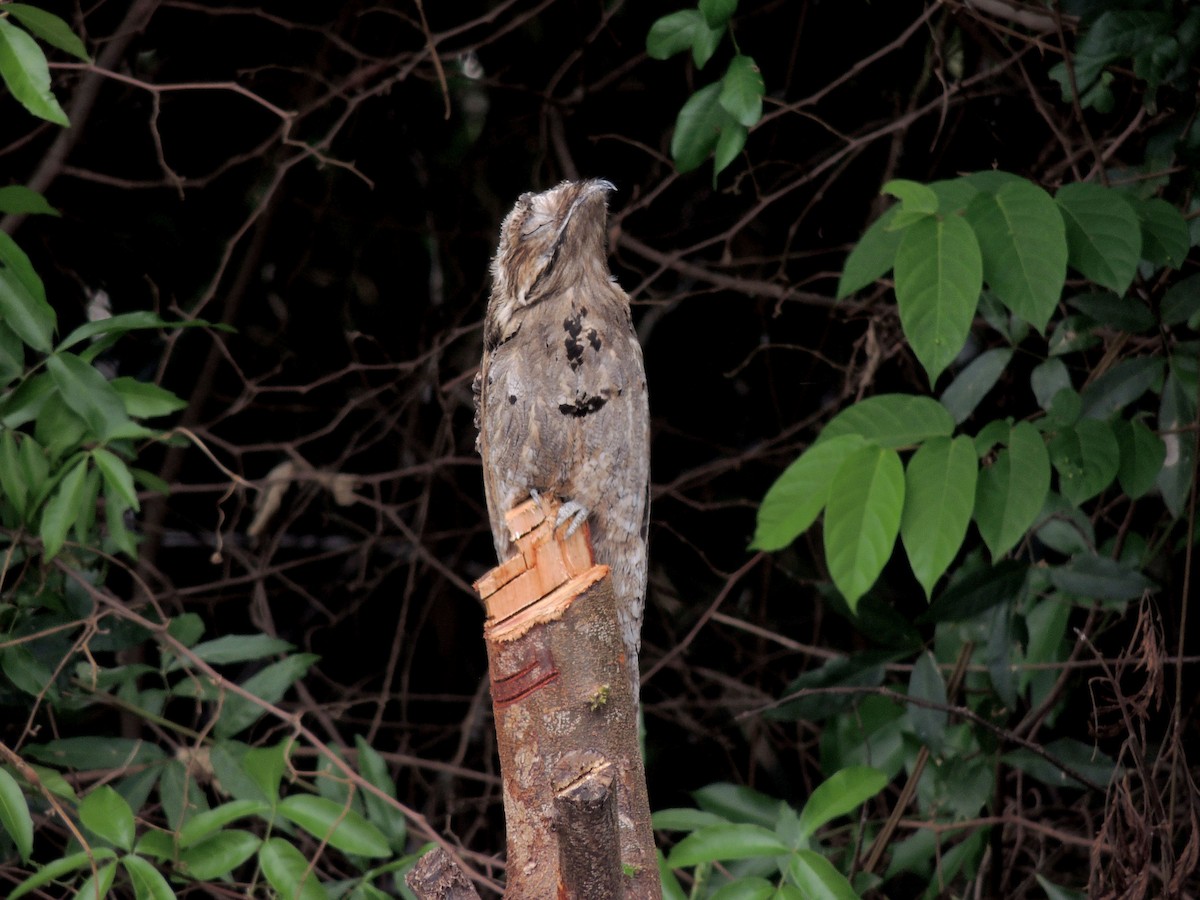 Common Potoo - ML643803100