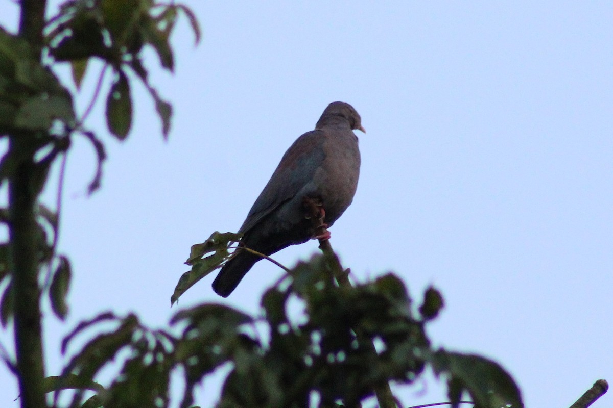 Red-billed Pigeon - ML643803103