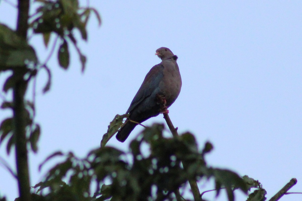 Red-billed Pigeon - ML643803105