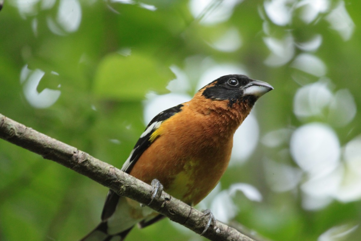 Black-headed Grosbeak - ML643803108