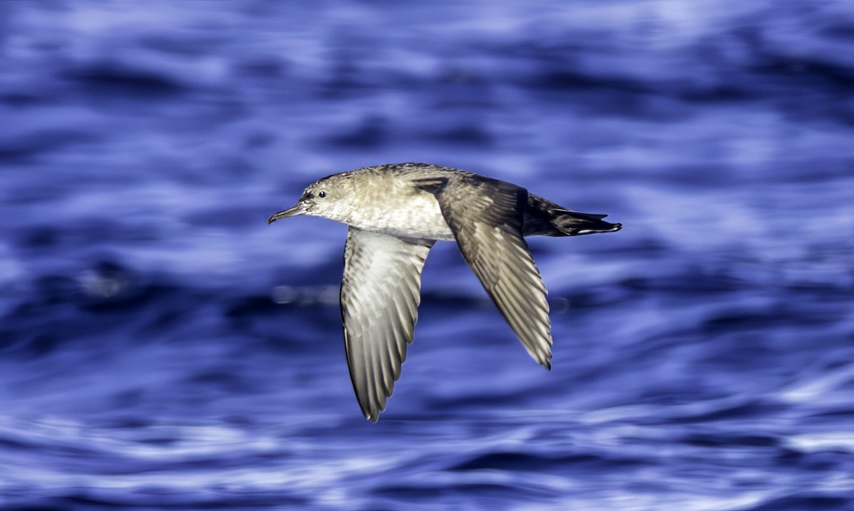Balearic Shearwater - ML643803114