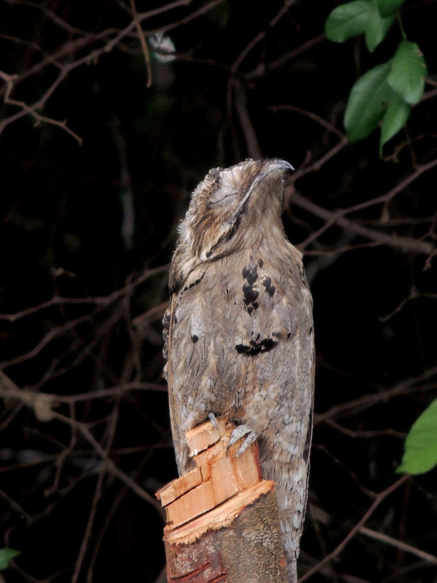 Common Potoo - ML643803124