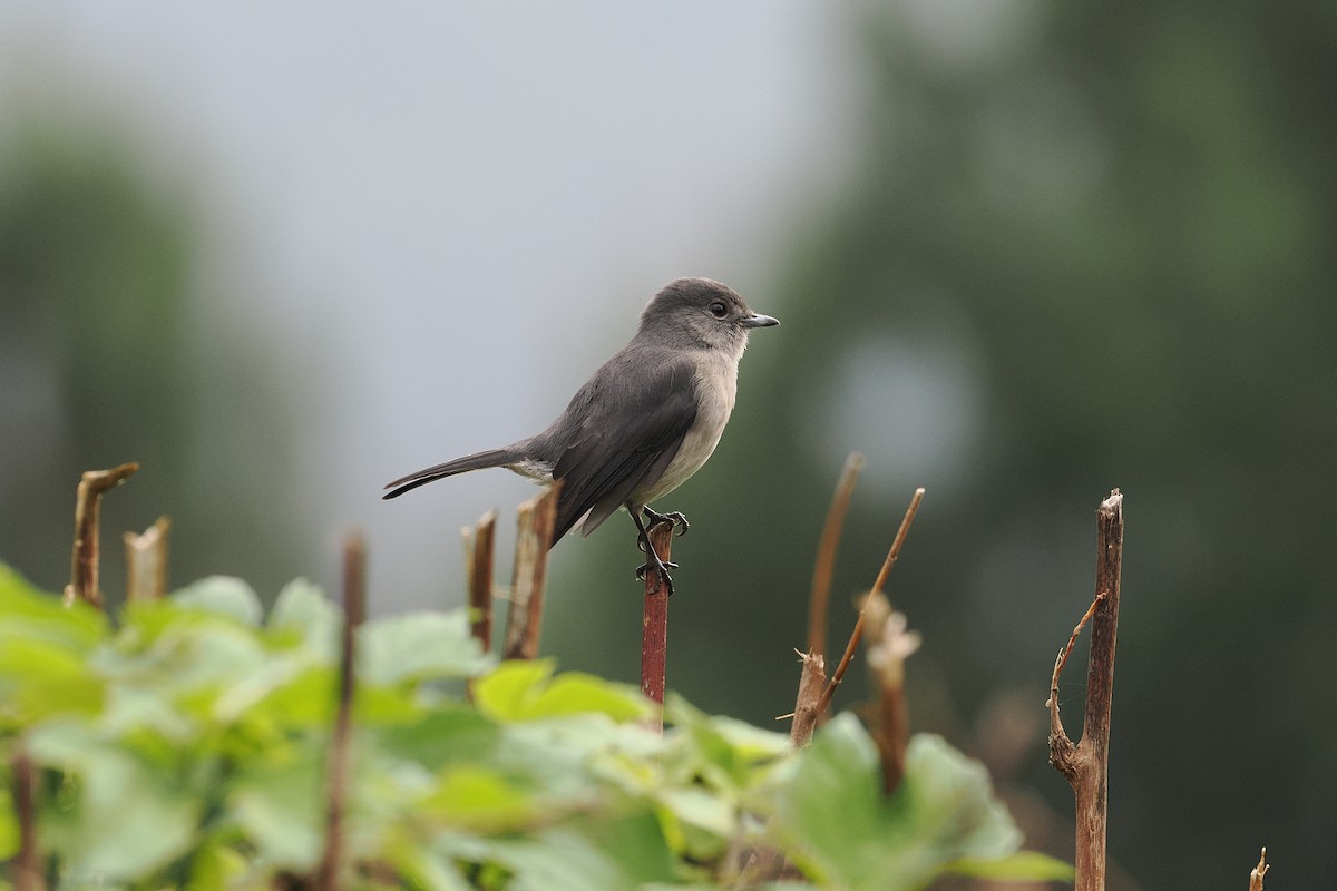 White-eyed Slaty-Flycatcher - ML643803132