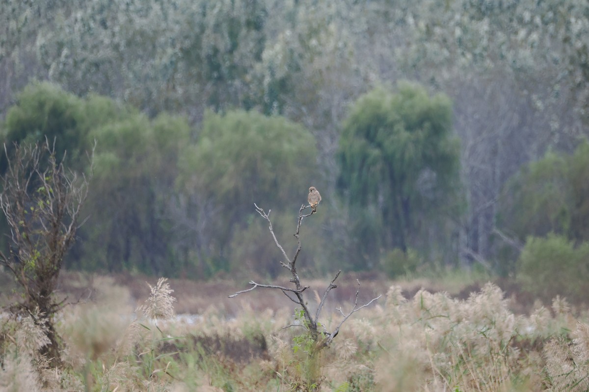 Eurasian Kestrel - ML643803134