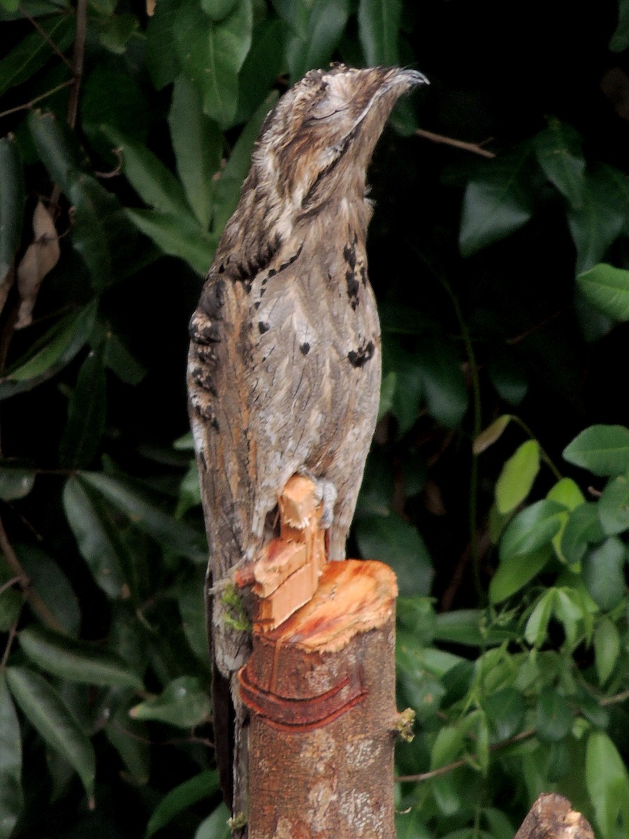 Common Potoo - ML643803135