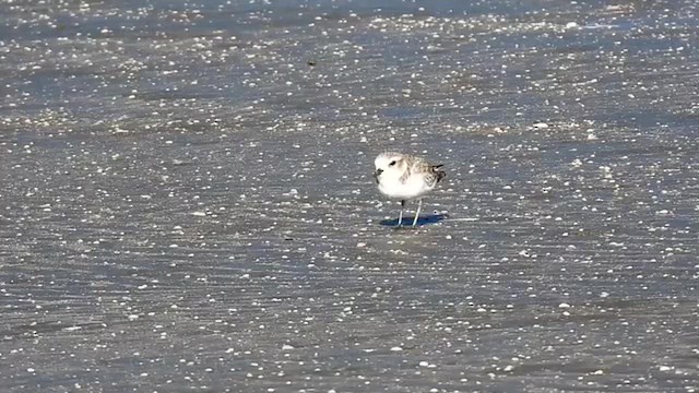 Snowy Plover - ML643803161