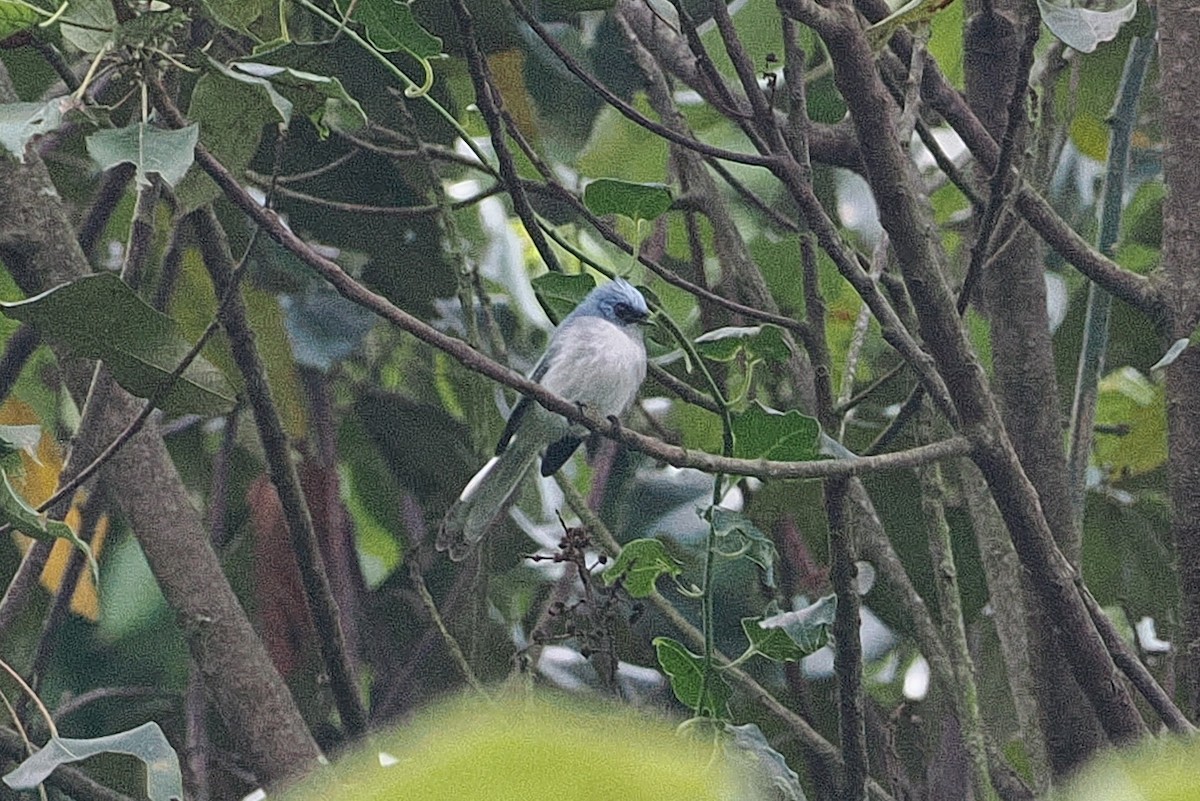 White-tailed Blue Flycatcher - ML643803163