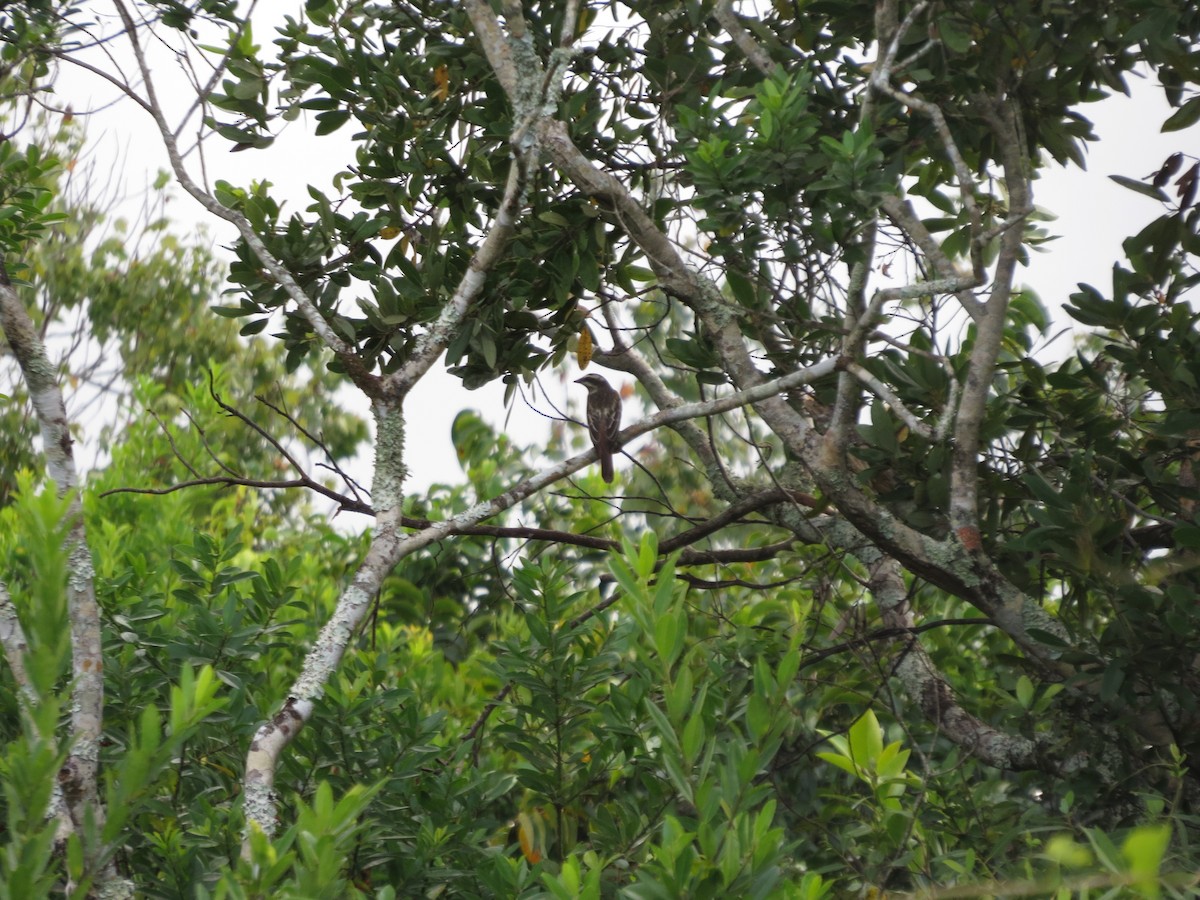 Schuppenrücken-Maskentyrann - ML643803174