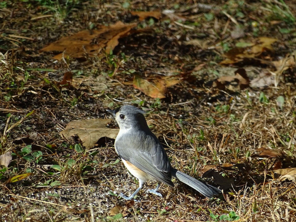 Tufted Titmouse - ML643803188