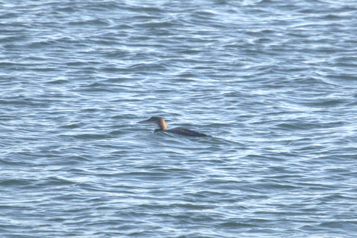 Common Loon - ML643803191