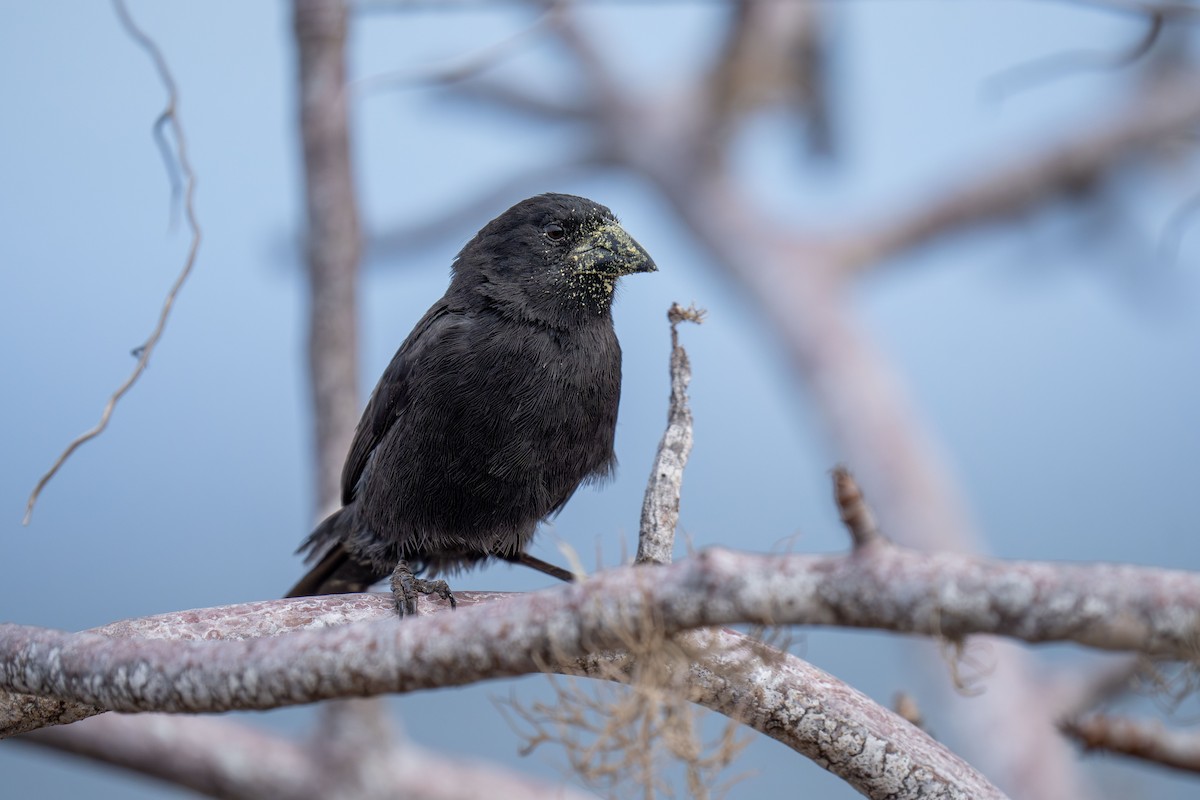 Common Cactus-Finch - ML643803192