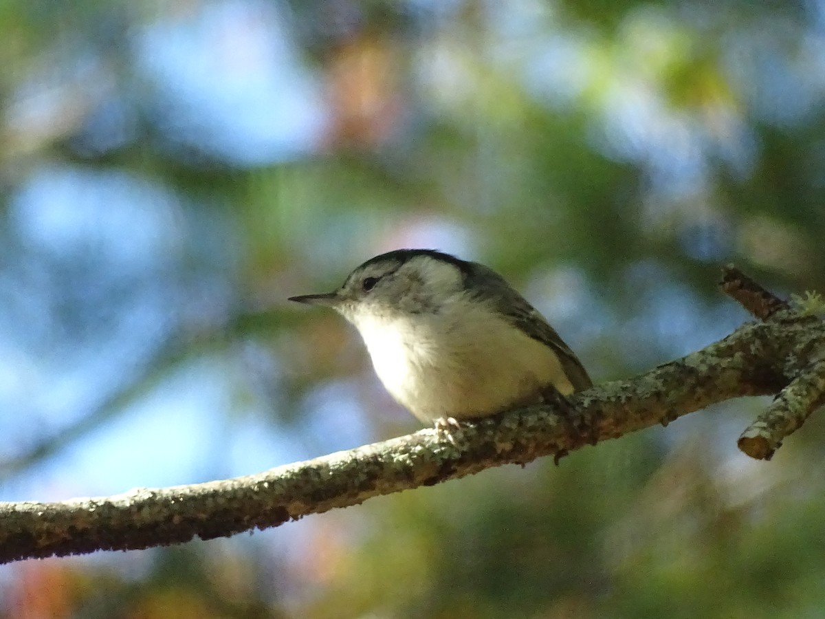 White-breasted Nuthatch - ML643803193