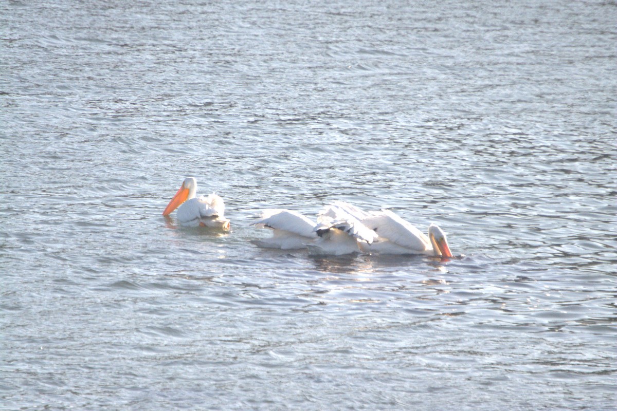 American White Pelican - ML643803197