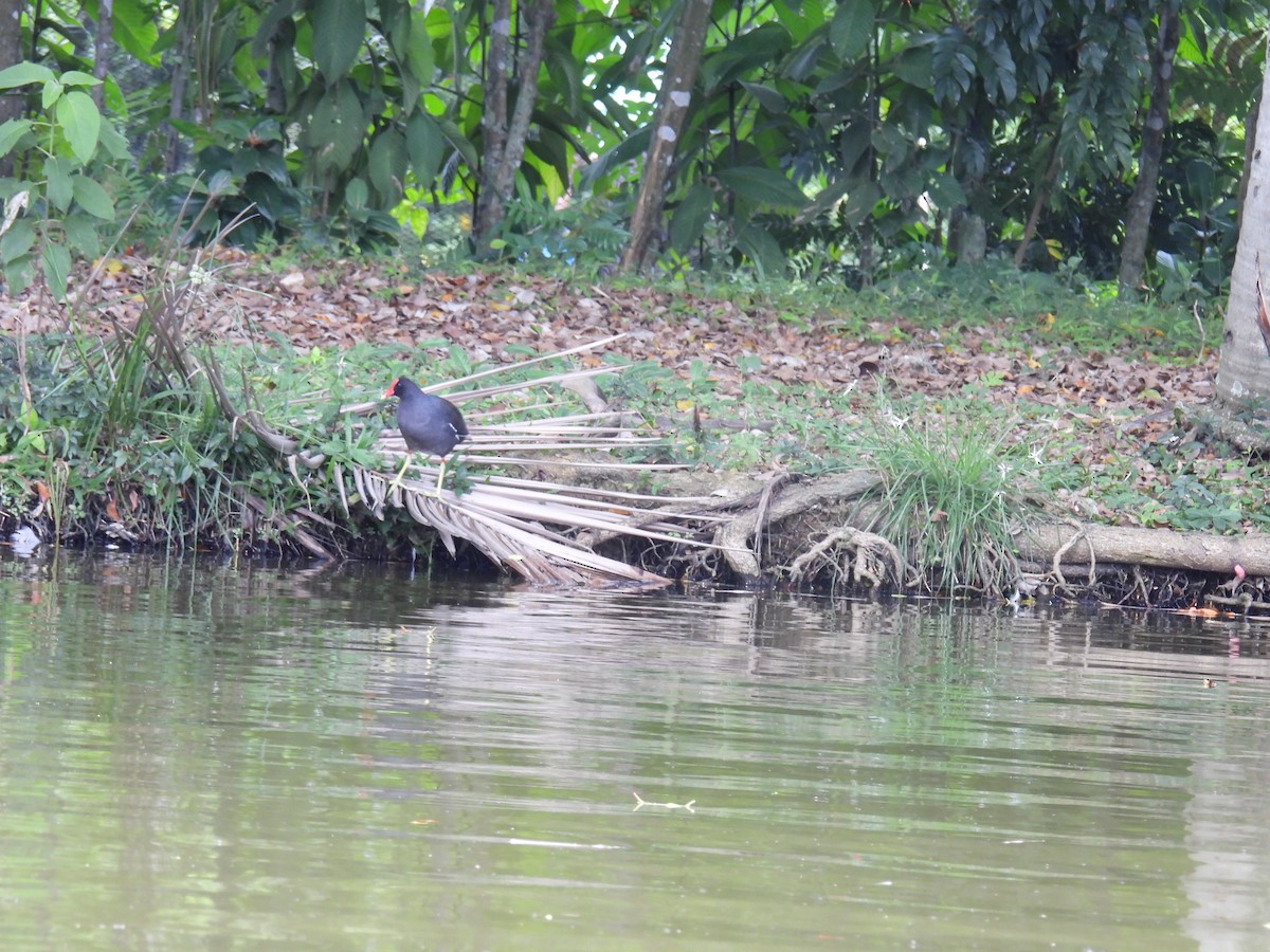 Common Gallinule - ML643803198