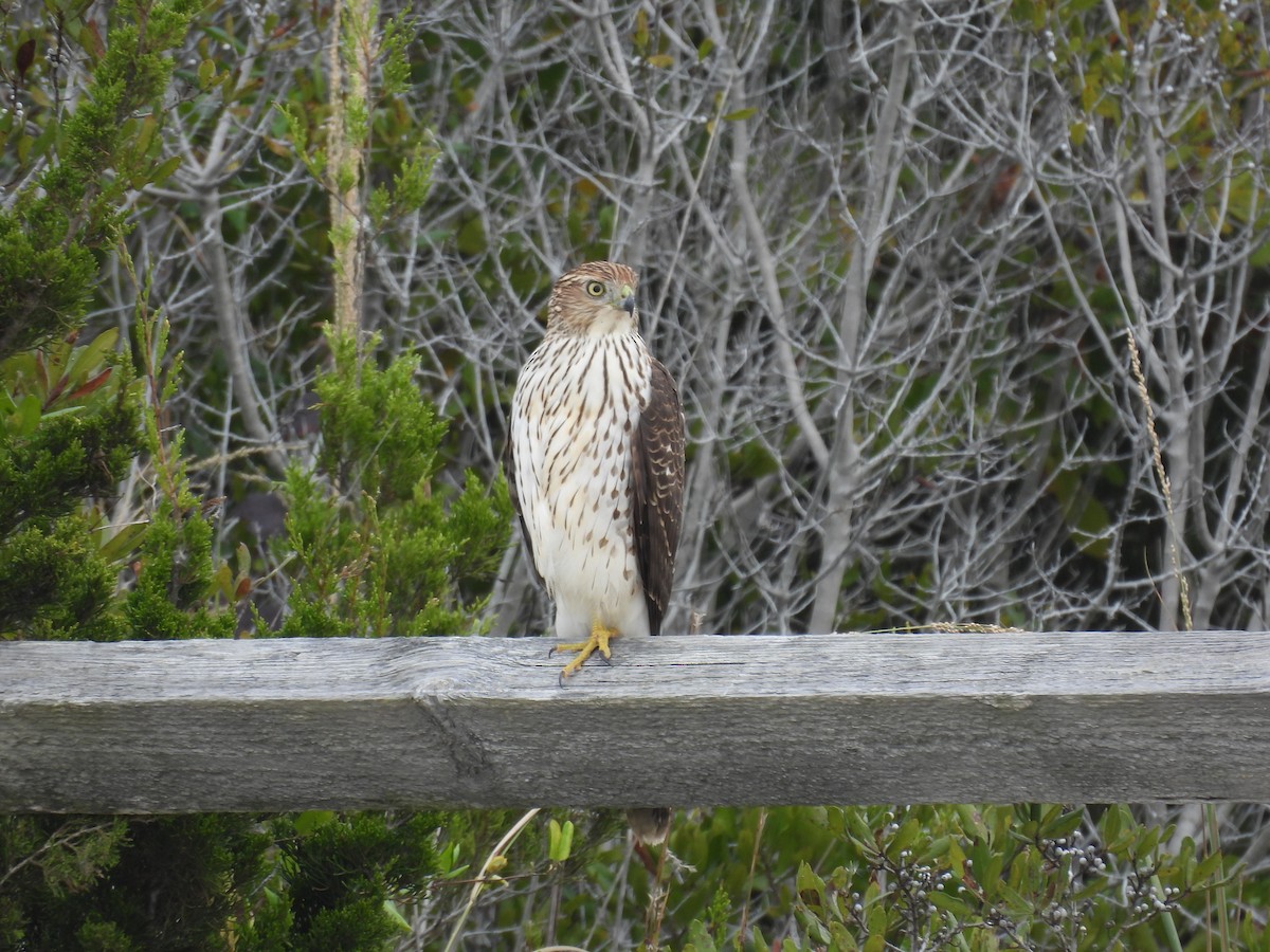 Cooper's Hawk - ML643803210