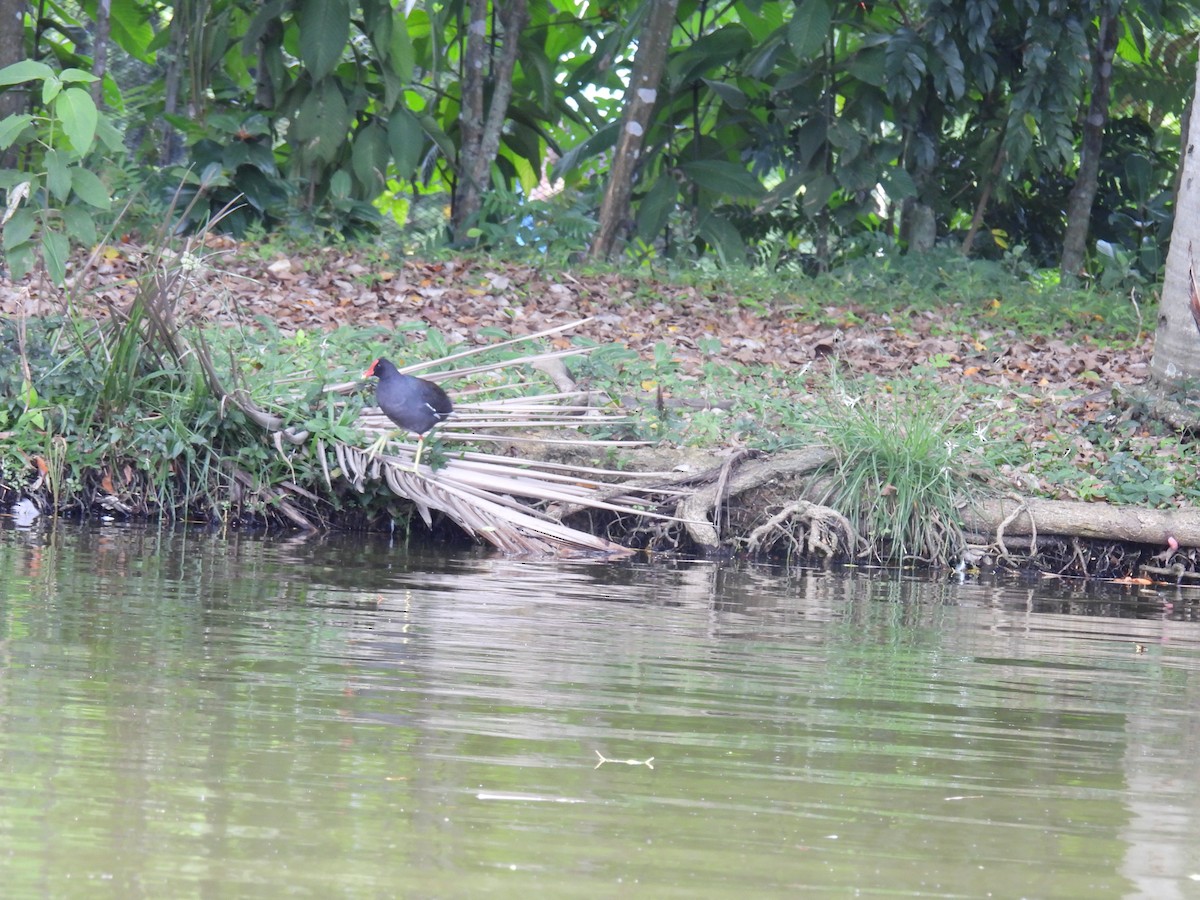 Common Gallinule - ML643803221