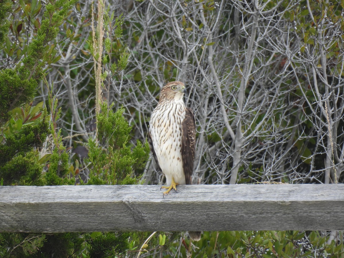 Cooper's Hawk - ML643803222
