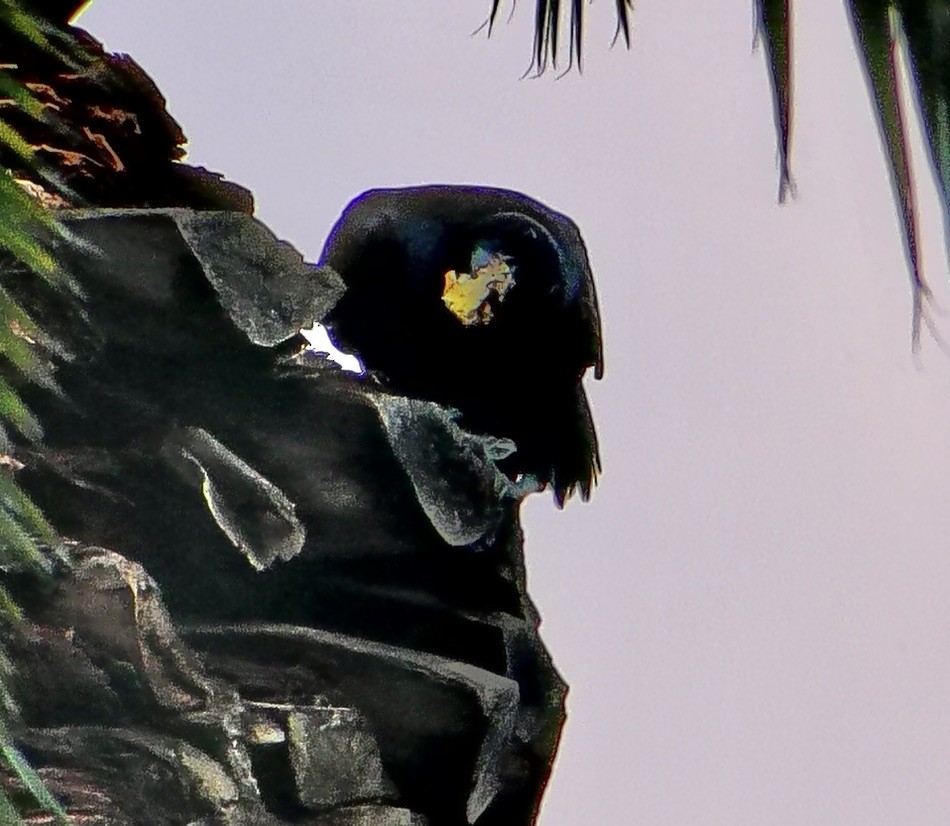 Grand Corbeau - ML643803230