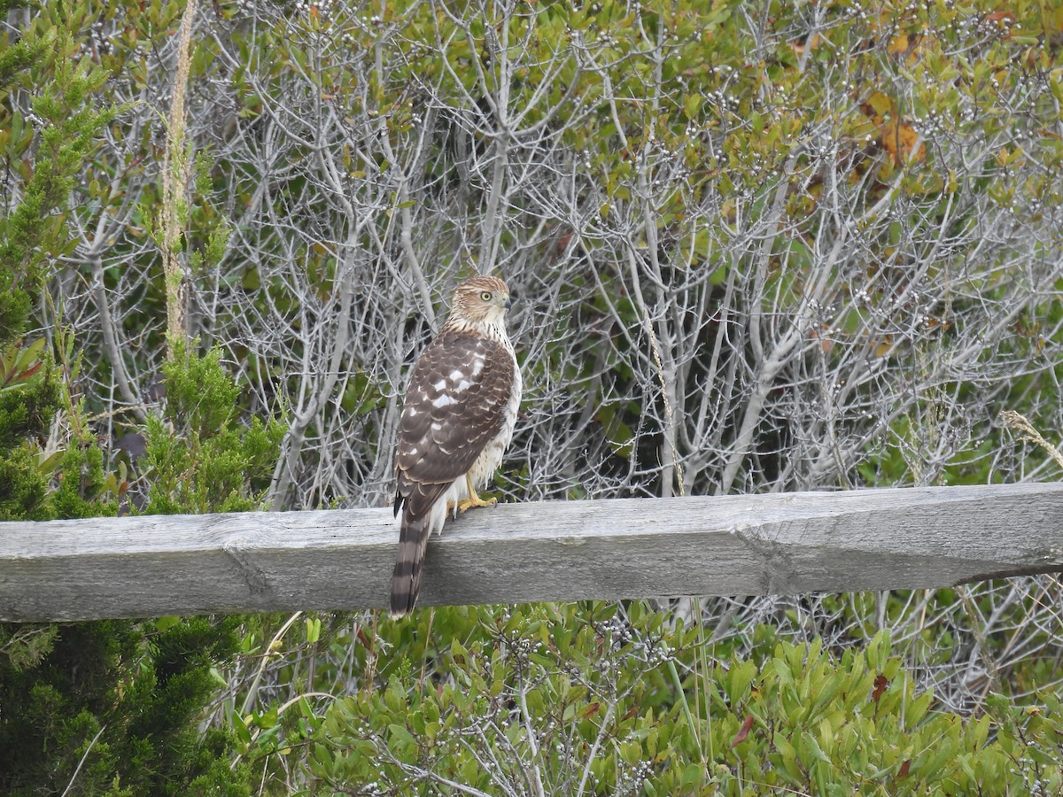 Cooper's Hawk - ML643803232