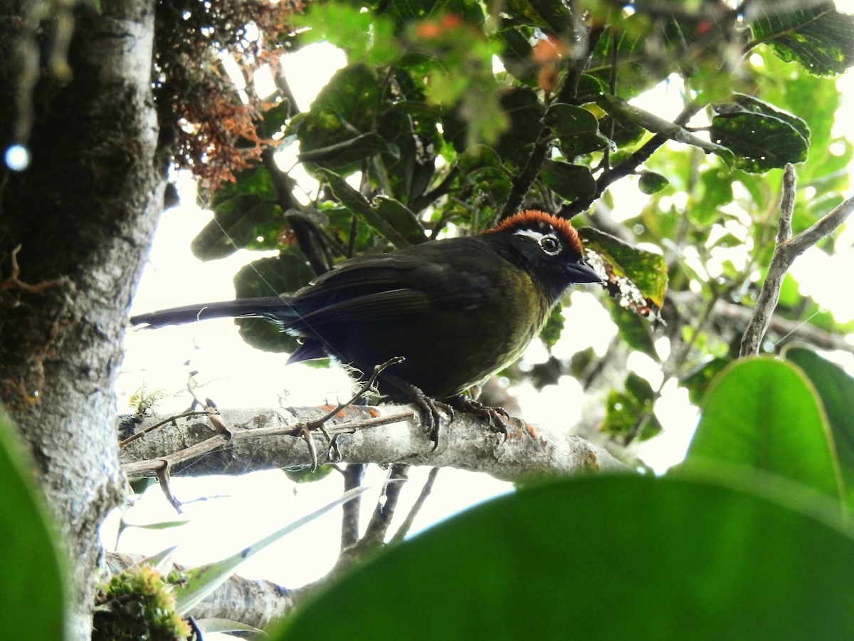 White-rimmed Brushfinch - ML643803235