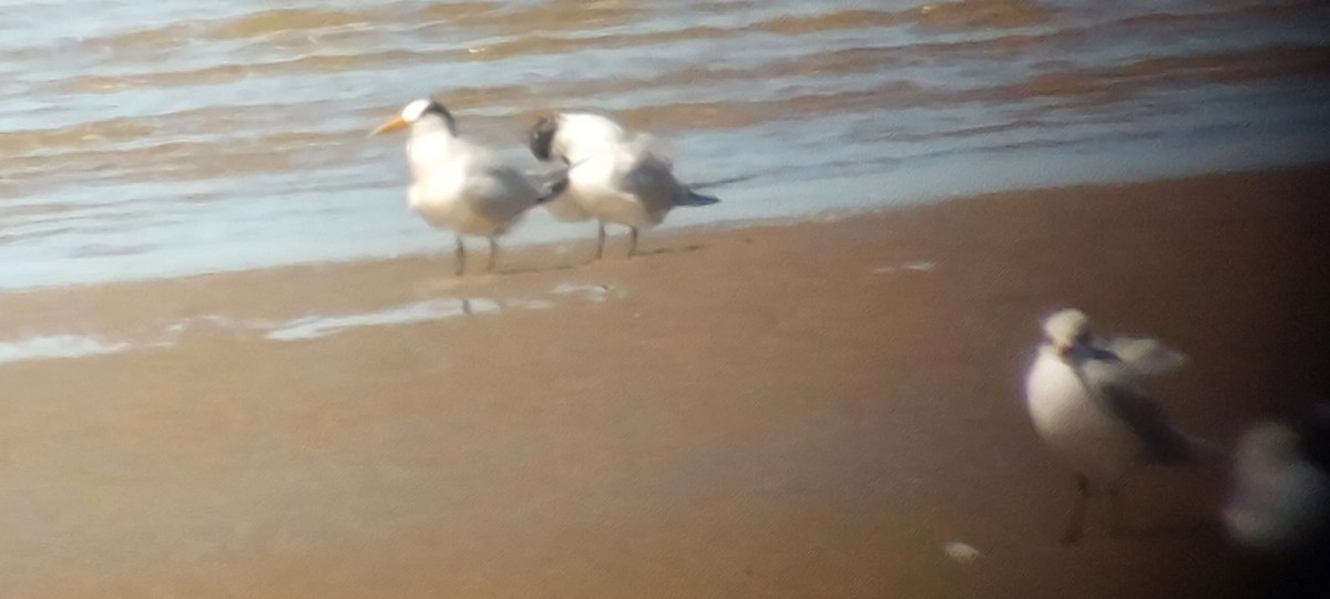 Elegant Tern - ML643803236