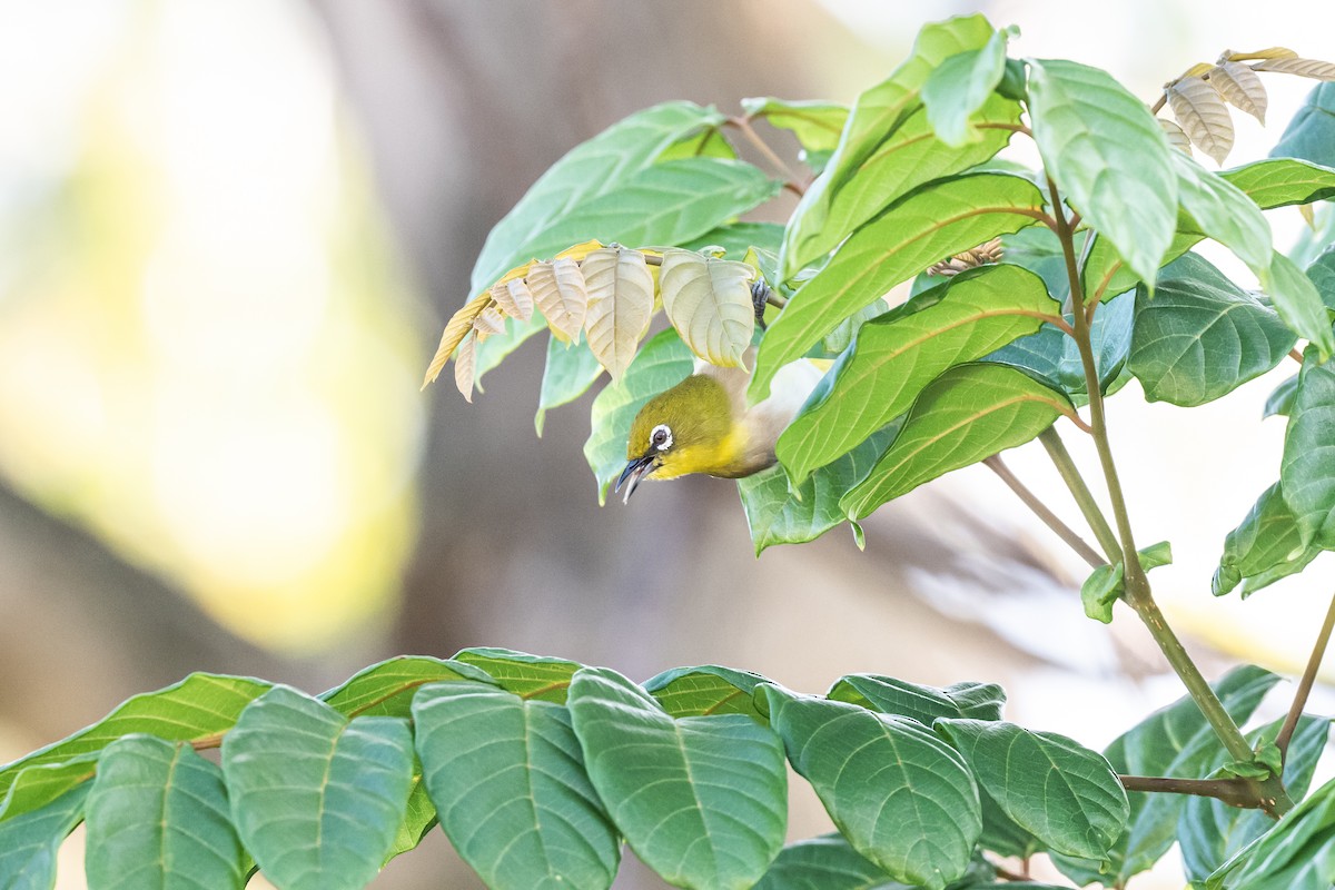 Warbling White-eye - ML643803237