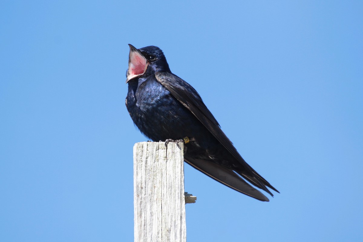 Purple Martin - ML643803242