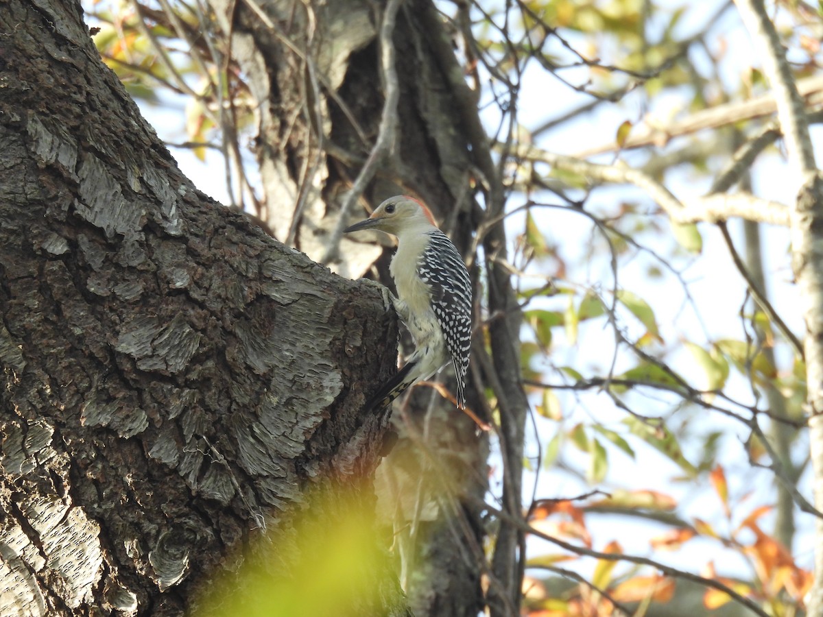Red-bellied Woodpecker - ML643803253