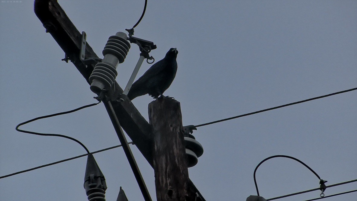 Grand Corbeau - ML643803262