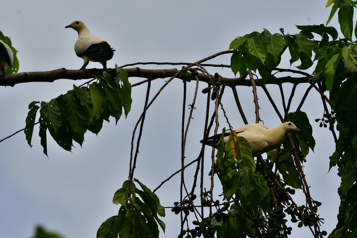 Pied Imperial-Pigeon - ML643803267