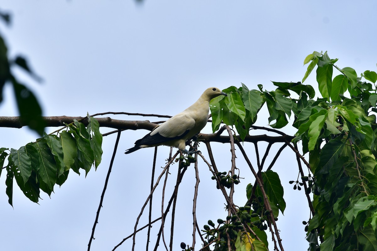 Pied Imperial-Pigeon - ML643803268