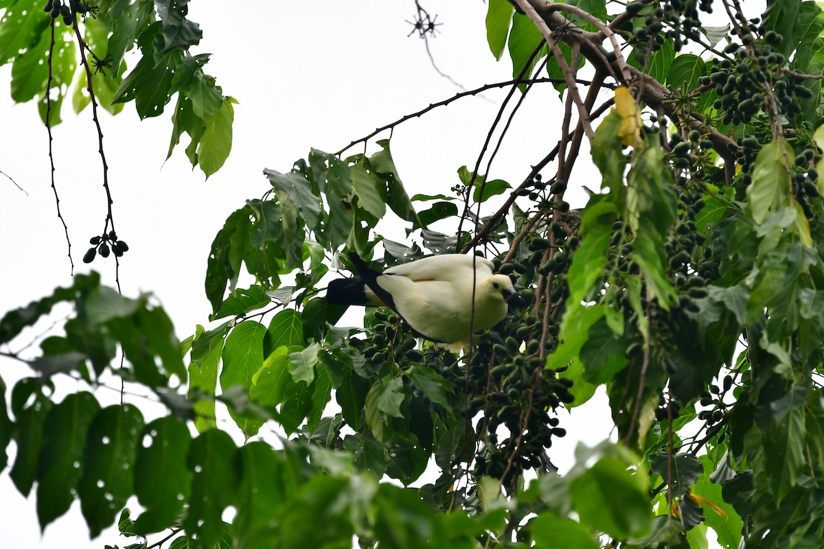 Pied Imperial-Pigeon - ML643803269
