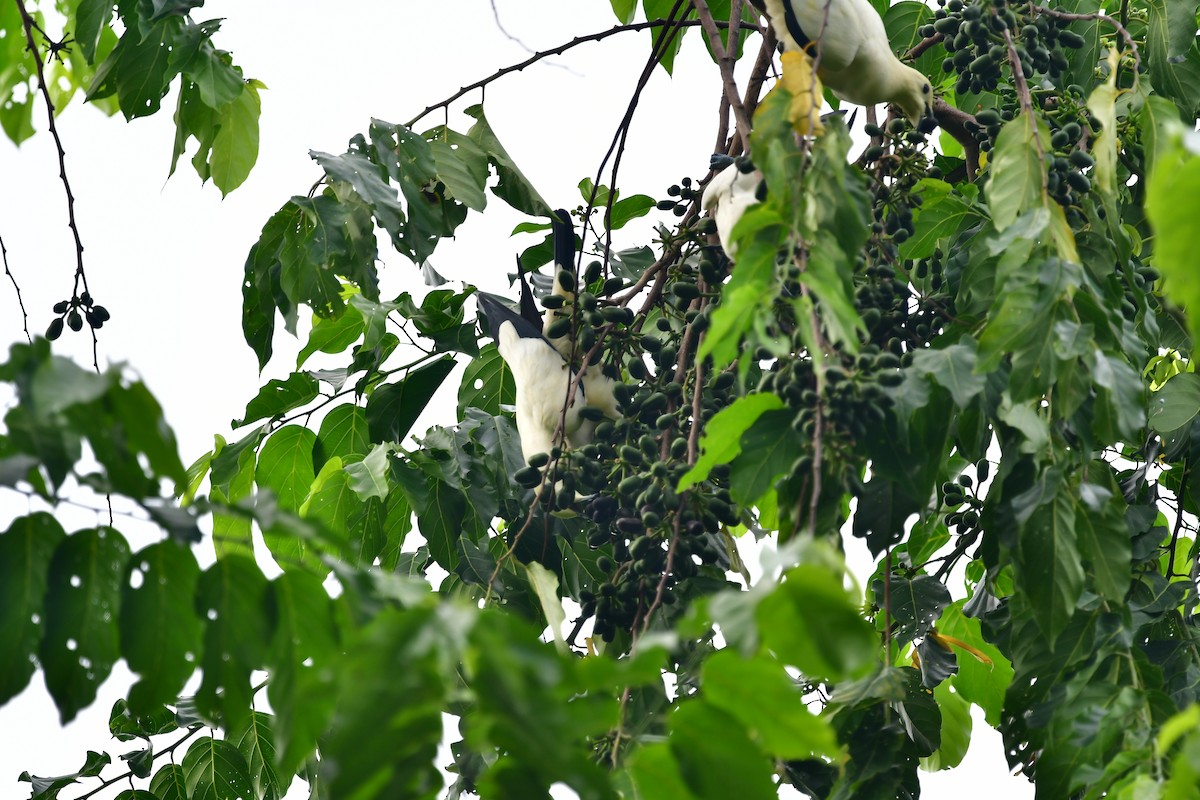 Pied Imperial-Pigeon - ML643803270
