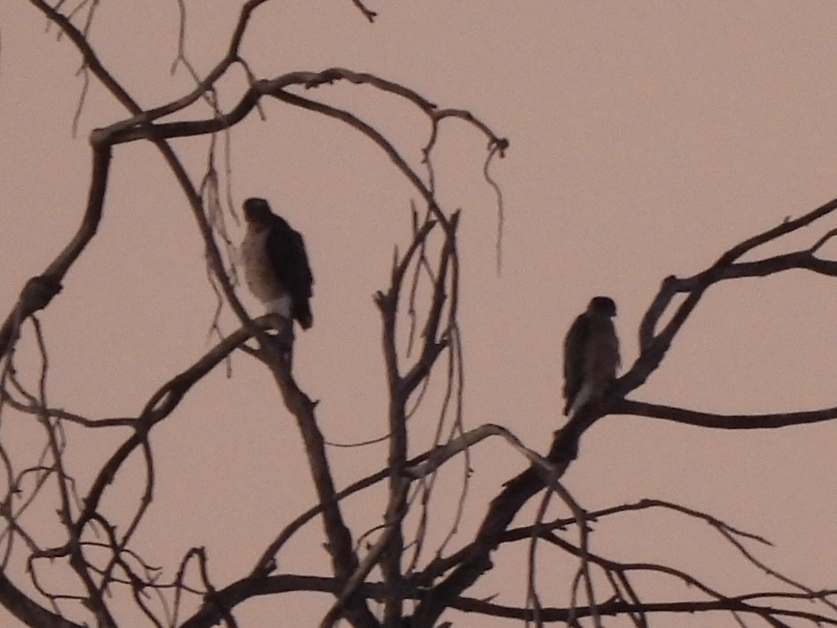 Cooper's Hawk - ML643803271