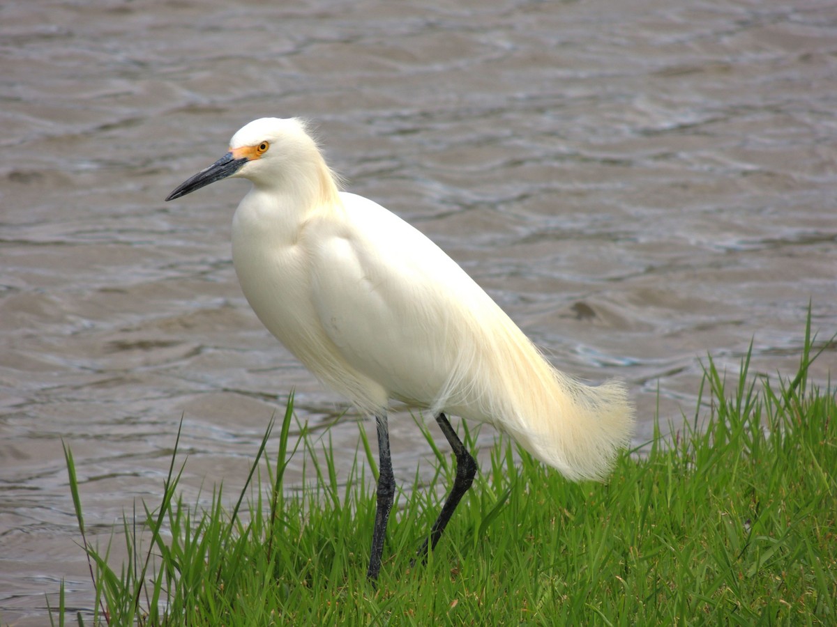 Snowy Egret - ML643803275
