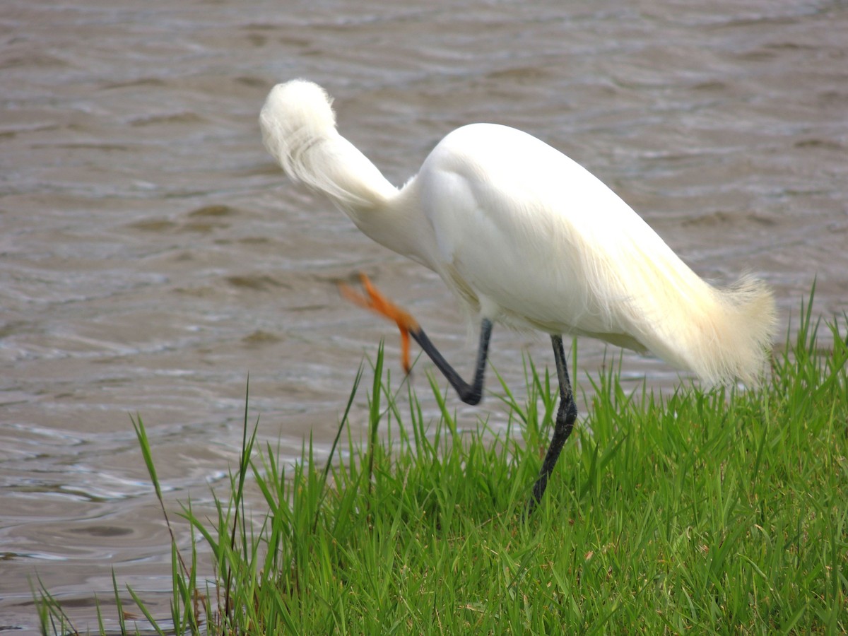 Snowy Egret - ML643803279