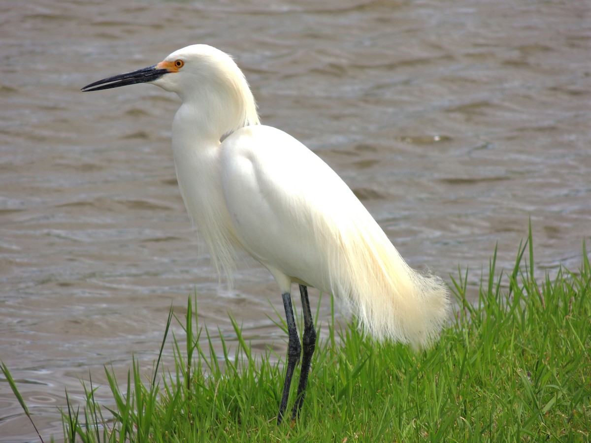 Snowy Egret - ML643803284