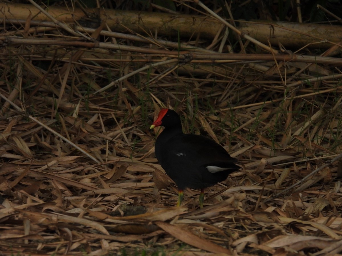 Common Gallinule - ML643803285