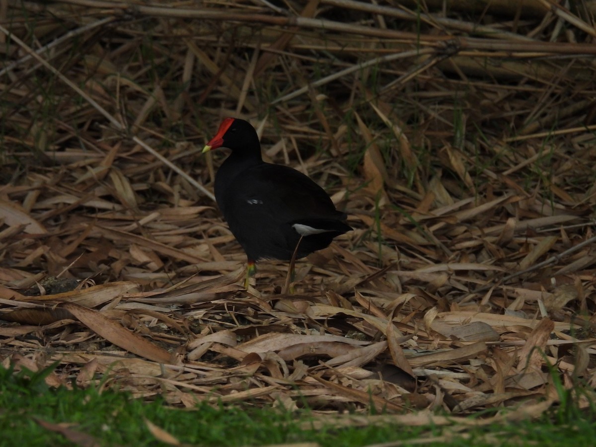 Common Gallinule - ML643803293