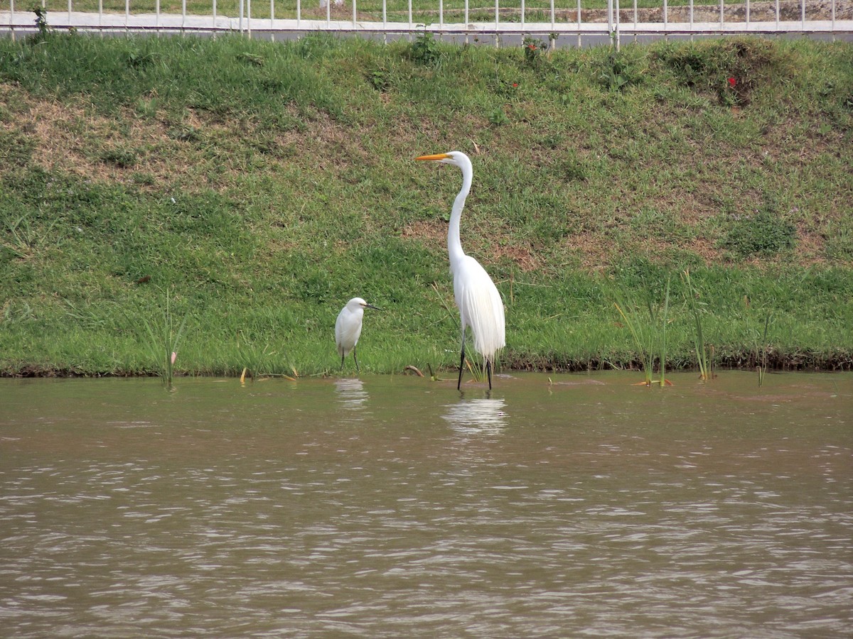 Snowy Egret - ML643803299