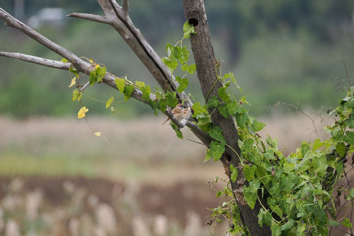 Eurasian Tree Sparrow - ML643803302