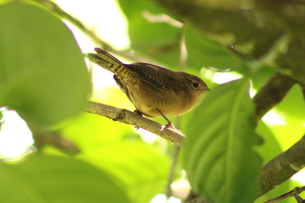 Southern House Wren - ML643803306