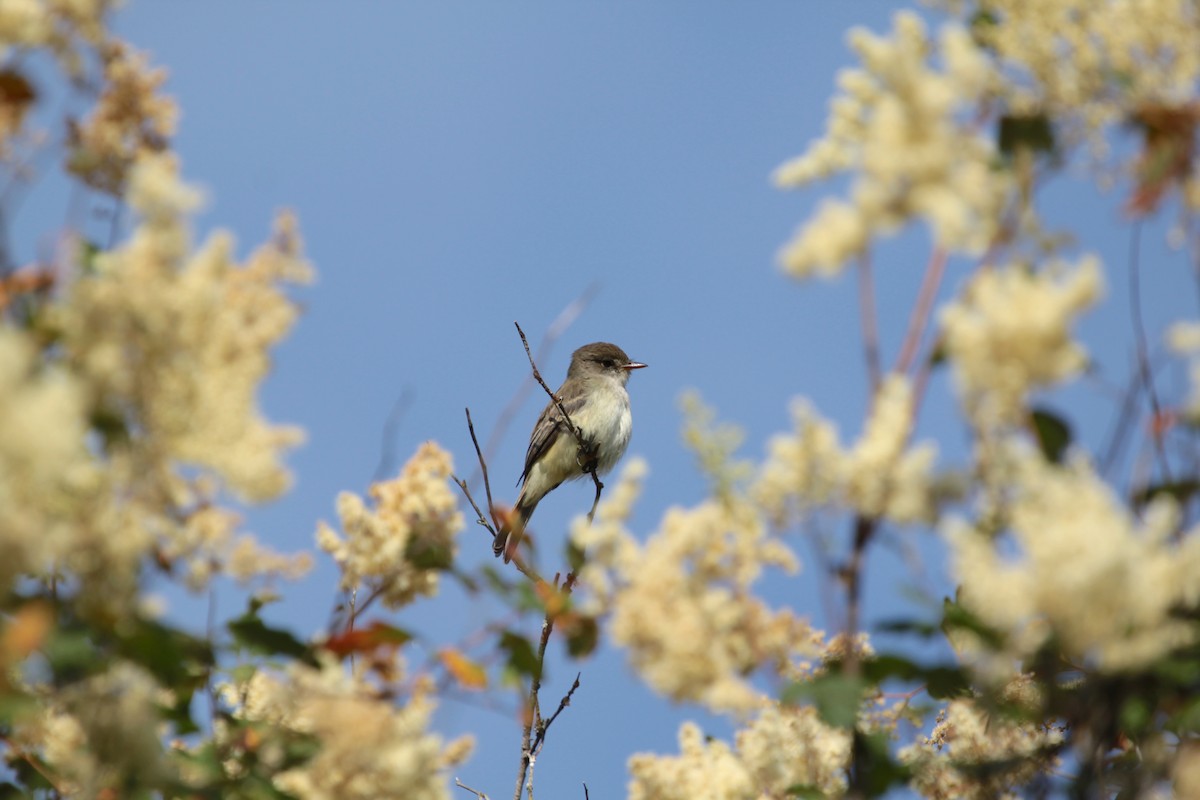 Willow Flycatcher - ML643803307
