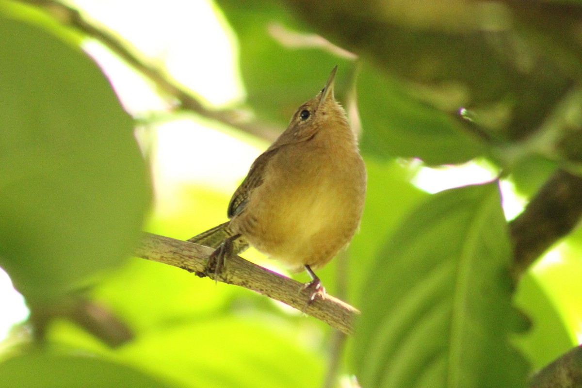 Southern House Wren - ML643803309