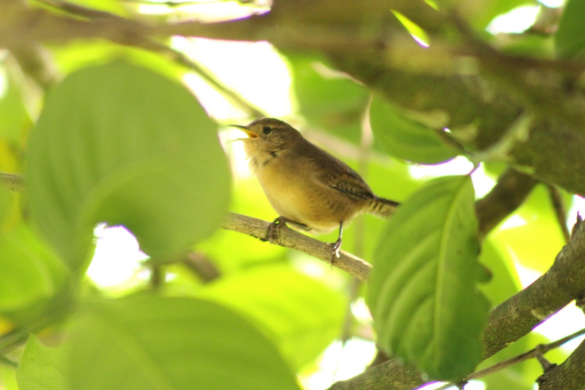 Southern House Wren - ML643803311