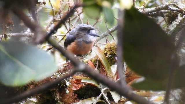 White-faced Nunbird - ML643803323